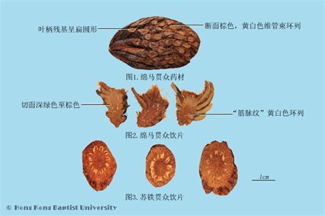 野雞膀子|ufeff綿馬貫眾 